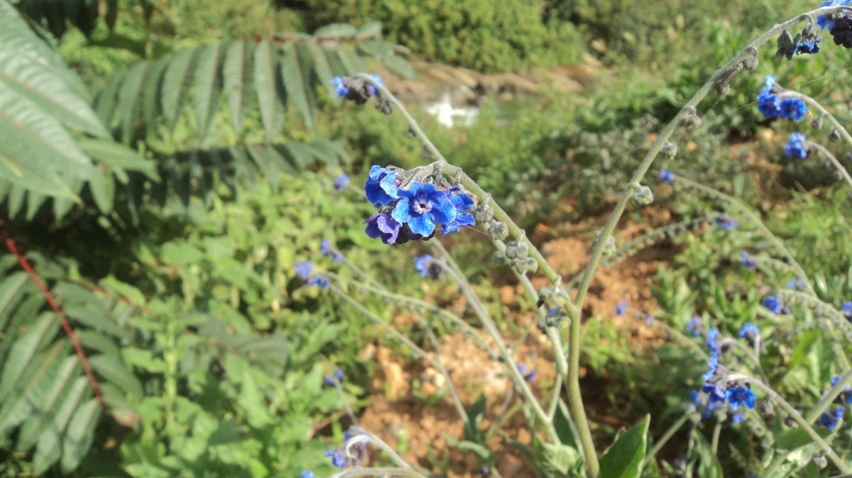 Cynoglossum zeylanicum (Sw. ex Lehm.) Thunb. ex Brand